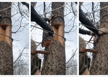 La Universidad de Alcalá instala más de 300 refugios de fauna en bosques de Castilla-La Mancha y Extremadura