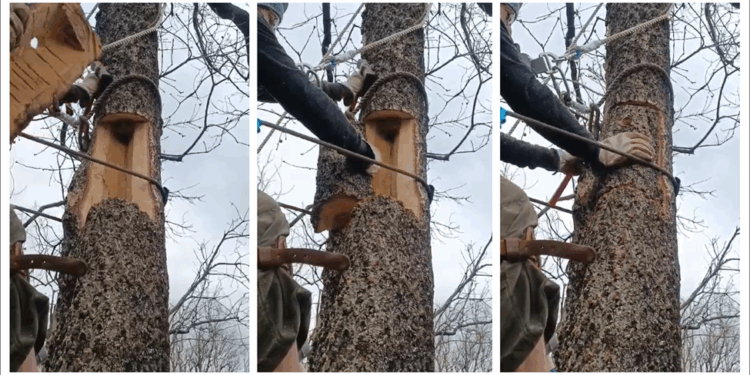 La Universidad de Alcalá instala más de 300 refugios de fauna en bosques de Castilla-La Mancha y Extremadura