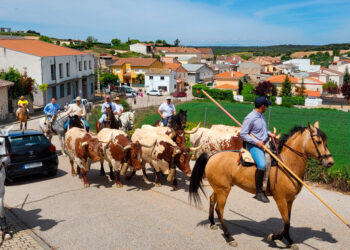 Yebes celebra su II Romería con bueyada en honor a la Virgen de la Soledad