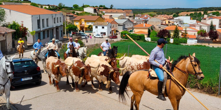 Yebes celebra su II Romería con bueyada en honor a la Virgen de la Soledad