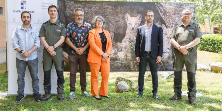 Castilla-La Mancha la región con más linces ibéricos de España