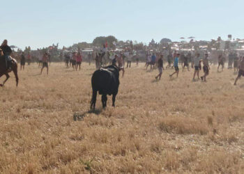 Segundo encierro por el campo en Cabanillas