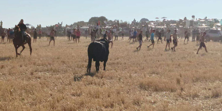 Segundo encierro por el campo en Cabanillas