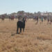 Segundo encierro por el campo en Cabanillas