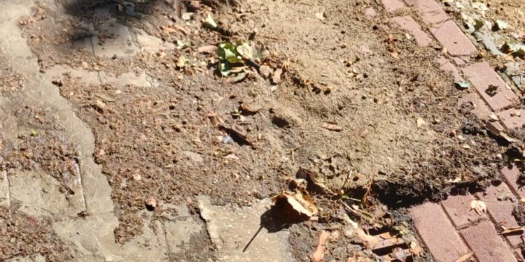 Los vecinos de La Chopera piden más limpieza para evitar inundaciones