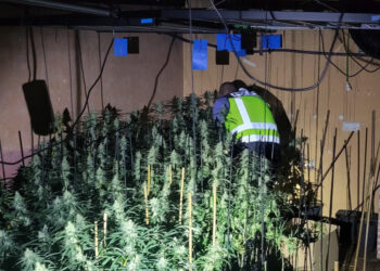 Un incendio provoca que se descubra un cultivo de marihuana en Guadalajara