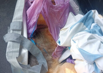 Dos personas investigadas por maltrato animal