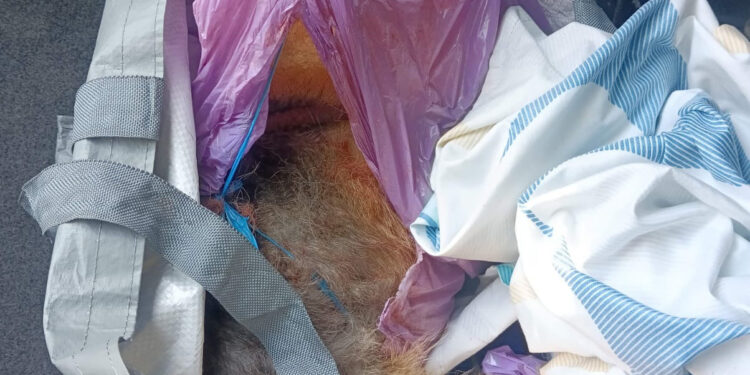 Dos personas investigadas por maltrato animal