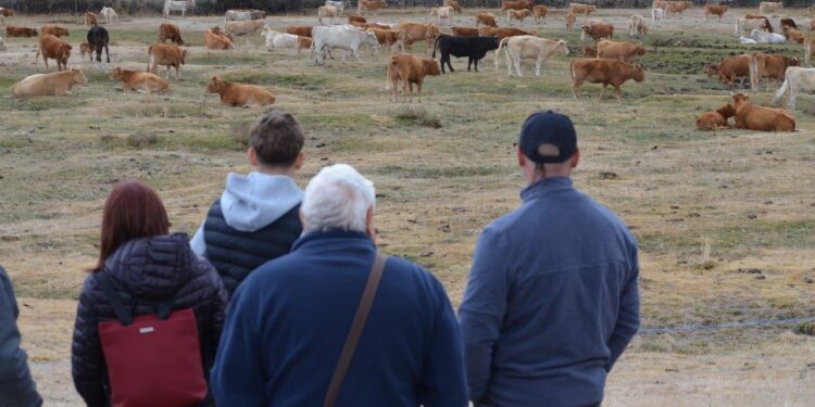 Cantalojas celebra su Feria del Ganado