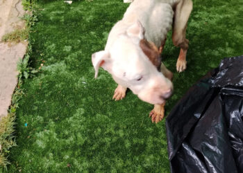 Detenida en Sigüenza por maltrato animal