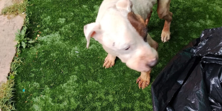 Detenida en Sigüenza por maltrato animal